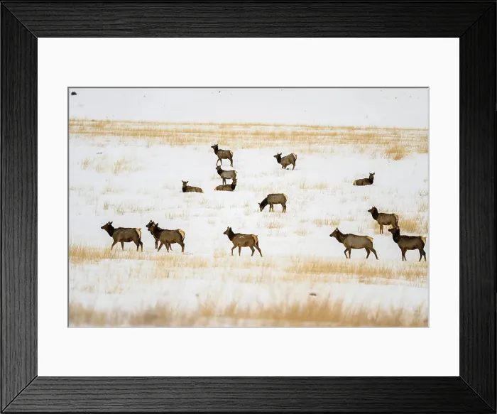 Framed Print : Elk (Cervus elaphus) Winter herd, Along Hwy 287 near Ennis, Montana, USA Framed Print : Elk (Cervus elaphus) Winter herd, Along Hwy 287 near Ennis, Montana, USA