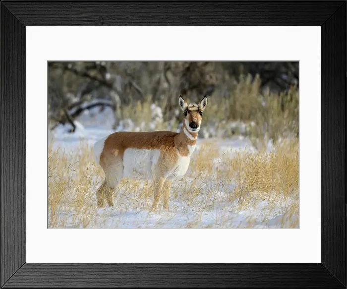 Framed Print : Pronghorn (Antilocapra Americana) Herd in winter range, Gardiner, Montana, USA Framed Print : Pronghorn (Antilocapra Americana) Herd in winter range, Gardiner, Montana, USA