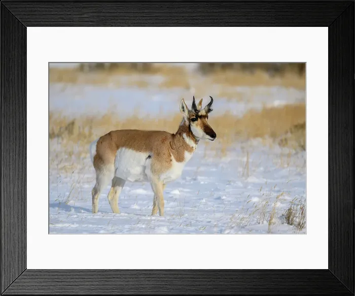 Framed Print : Pronghorn (Antilocapra Americana) Herd in winter range, Gardiner, Montana, USA Framed Print : Pronghorn (Antilocapra Americana) Herd in winter range, Gardiner, Montana, USA