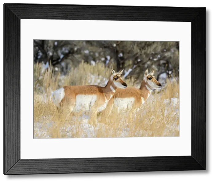 Framed Print : Pronghorn (Antilocapra Americana) Herd in winter range, Gardiner, Montana, USA Framed Print : Pronghorn (Antilocapra Americana) Herd in winter range, Gardiner, Montana, USA