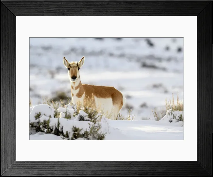 Framed Print : Pronghorn (Antilocapra Americana) Herd in winter range, Gardiner, Montana, USA Framed Print : Pronghorn (Antilocapra Americana) Herd in winter range, Gardiner, Montana, USA