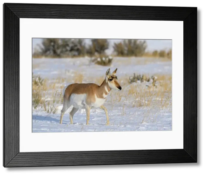 Framed Print : Pronghorn (Antilocapra Americana) Herd in winter range, Gardiner, Montana, USA Framed Print : Pronghorn (Antilocapra Americana) Herd in winter range, Gardiner, Montana, USA