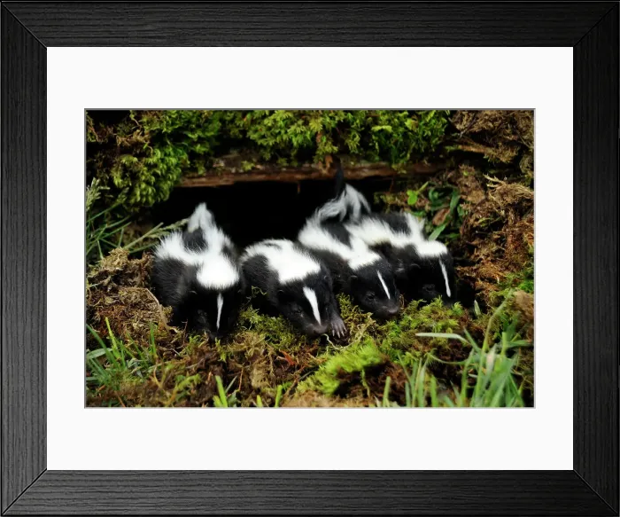 Framed Print : Striped Skunk (Mephitis mephitis) babies- CS, Bozeman, Montana, USA Framed Print : Striped Skunk (Mephitis mephitis) babies- CS, Bozeman, Montana, USA