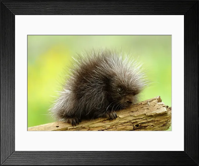 Framed Print : Porcupine (Erethizon dorsatum) Baby, Bozeman, Montana, USA