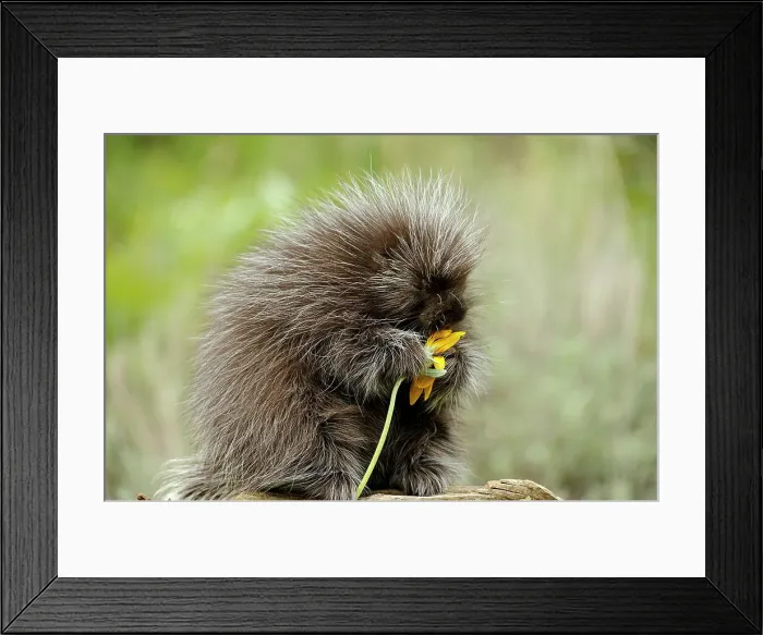 Framed Print : Porcupine (Erethizon dorsatum) Adult eating flower, Bozeman, Montana, USA Framed Print : Porcupine (Erethizon dorsatum) Adult eating flower, Bozeman, Montana, USA