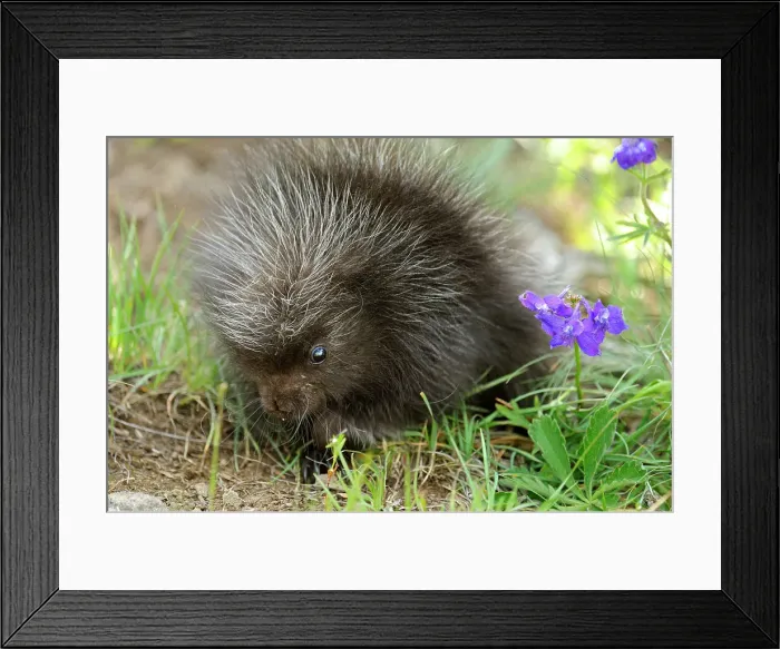 Framed Print : Porcupine (Erethizon dorsatum) Baby, Bozeman, Montana, USA Framed Print : Porcupine (Erethizon dorsatum) Baby, Bozeman, Montana, USA