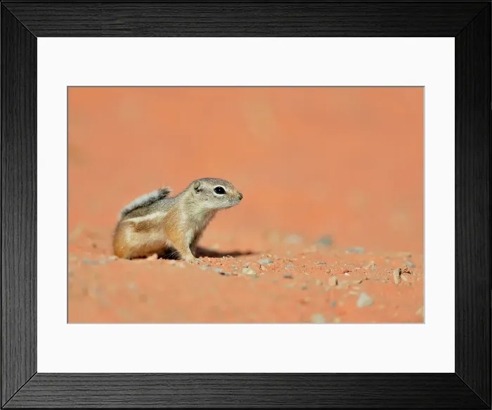 Framed Print : Antelope / white-tailed antelope squirrel (Ammospermophilus leucurus), Valley of Fire State Park, Nevada, USA