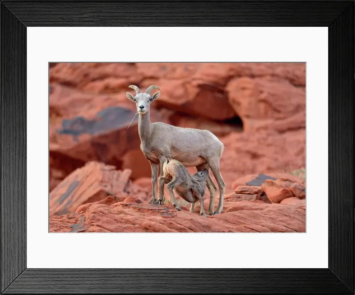 Framed Print : Desert Bighorn Sheep (Ovis canadensis), Valley of Fire State Park, Nevada, USA