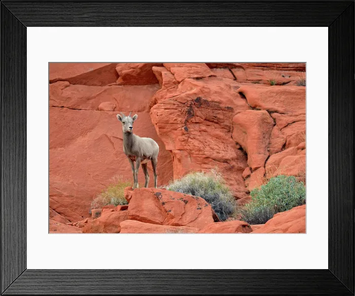 Framed Print : Desert Bighorn Sheep (Ovis canadensis), Valley of Fire State Park, Nevada, USA Framed Print : Desert Bighorn Sheep (Ovis canadensis), Valley of Fire State Park, Nevada, USA