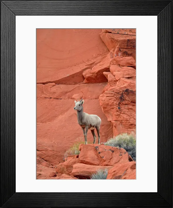 Framed Print : Desert Bighorn Sheep (Ovis canadensis), Valley of Fire State Park, Nevada, USA Framed Print : Desert Bighorn Sheep (Ovis canadensis), Valley of Fire State Park, Nevada, USA