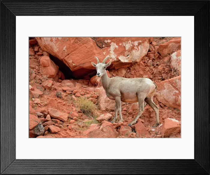 Framed Print : Desert Bighorn Sheep (Ovis canadensis), Valley of Fire State Park, Nevada, USA