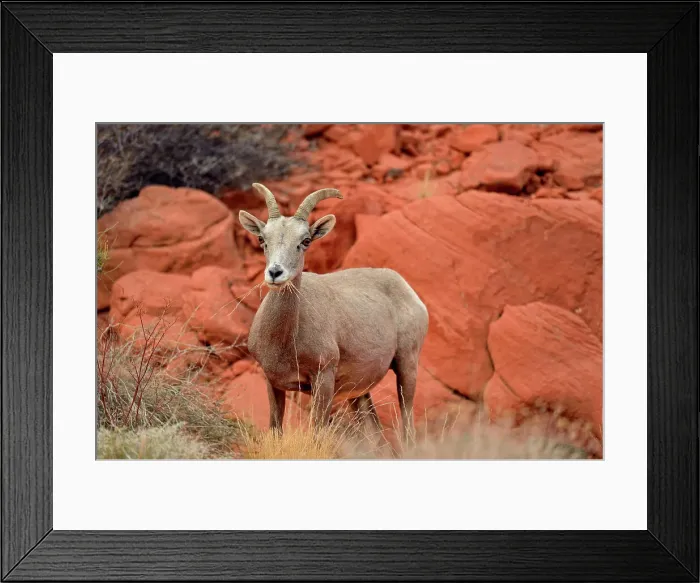 Framed Print : Desert Bighorn Sheep (Ovis canadensis), Valley of Fire State Park, Nevada, USA Framed Print : Desert Bighorn Sheep (Ovis canadensis), Valley of Fire State Park, Nevada, USA