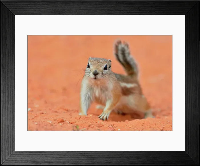 Framed Print : Antelope / white-tailed antelope squirrel (Ammospermophilus leucurus), Valley of Fire State Park, Nevada, USA Framed Print : Antelope / white-tailed antelope squirrel (Ammospermophilus leucurus), Valley of Fire State Park, Nevada, USA