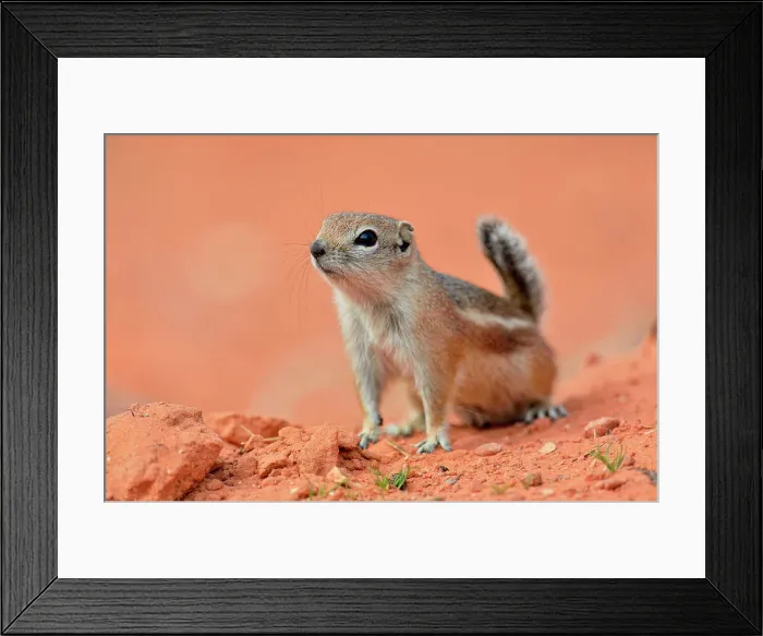Framed Print : Antelope / white-tailed antelope squirrel (Ammospermophilus leucurus), Valley of Fire State Park, Nevada, USA Framed Print : Antelope / white-tailed antelope squirrel (Ammospermophilus leucurus), Valley of Fire State Park, Nevada, USA