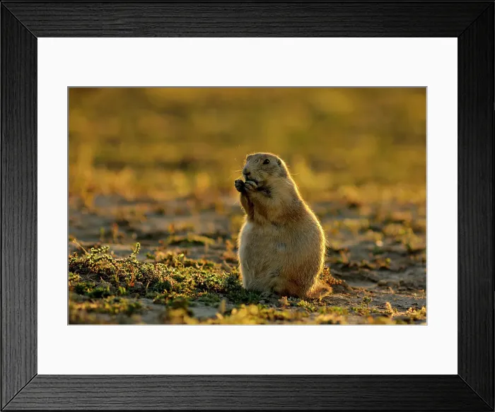 Framed Print : Black-tailed prairie dog (Cynomys ludovicianus) feeding, Theodore Roosevelt NP (South Unit), North Dakota, USA