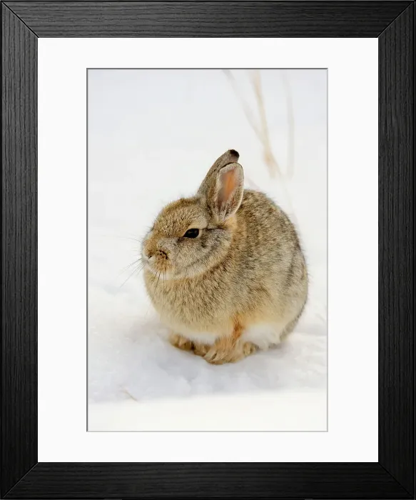 Framed Print : Nuttall's Cottontail (Sylvilagus nuttallii) in winter habitat, Theordore Roosevelt NP, South Unit, North Dakota, USA Framed Print : Nuttall's Cottontail (Sylvilagus nuttallii) in winter habitat, Theordore Roosevelt NP, South Unit, North Dakota, USA