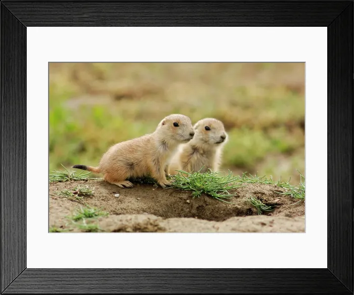 Framed Print : Black tailed prairie dog (Cynomys ludovicianus) Babies, Theodore Roosevelt NP, North Dakota, USA Framed Print : Black tailed prairie dog (Cynomys ludovicianus) Babies, Theodore Roosevelt NP, North Dakota, USA
