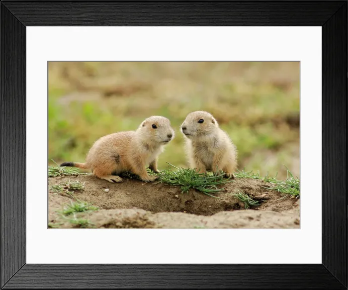 Framed Print : Black tailed prairie dog (Cynomys ludovicianus) Babies, Theodore Roosevelt NP, North Dakota, USA Framed Print : Black tailed prairie dog (Cynomys ludovicianus) Babies, Theodore Roosevelt NP, North Dakota, USA