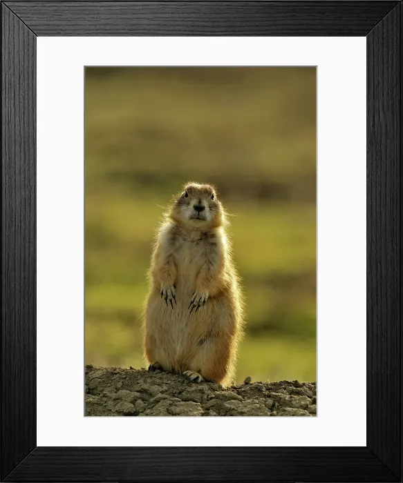 Framed Print : Black tailed prairie dog (Cynomys ludovicianus), Theodore Roosevelt NP, North Dakota, USA Framed Print : Black tailed prairie dog (Cynomys ludovicianus), Theodore Roosevelt NP, North Dakota, USA