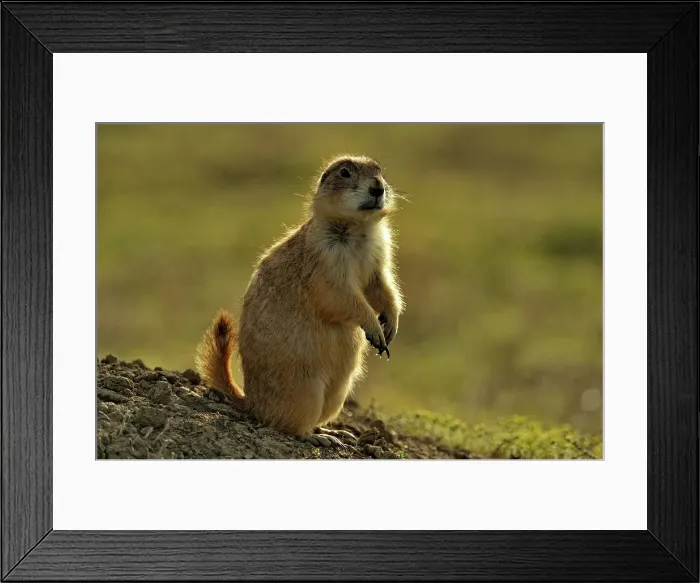Framed Print : Black tailed prairie dog (Cynomys ludovicianus), Theodore Roosevelt NP, North Dakota, USA Framed Print : Black tailed prairie dog (Cynomys ludovicianus), Theodore Roosevelt NP, North Dakota, USA