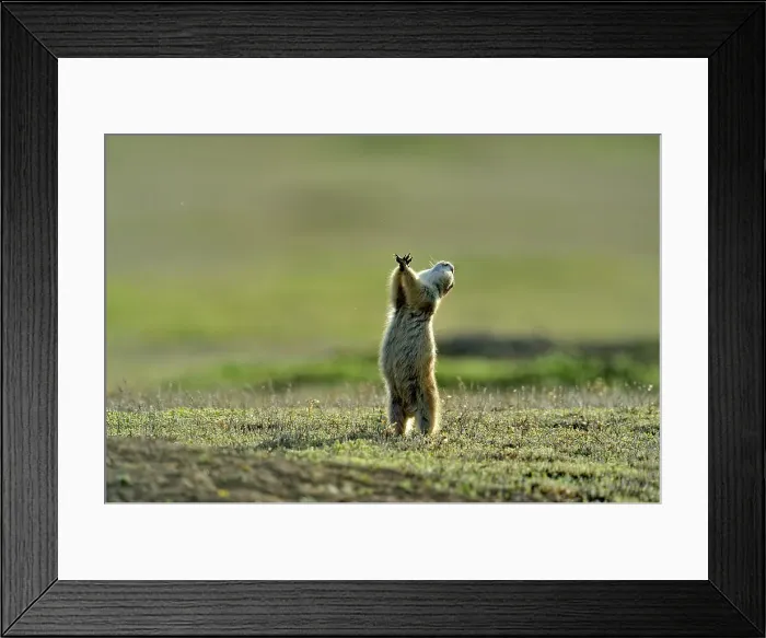 Framed Print : Black tailed prairie dog (Cynomys ludovicianus), Theodore Roosevelt NP, North Dakota, USA Framed Print : Black tailed prairie dog (Cynomys ludovicianus), Theodore Roosevelt NP, North Dakota, USA