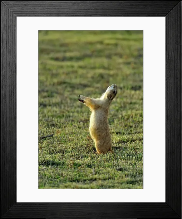 Framed Print : Black tailed prairie dog (Cynomys ludovicianus), Theodore Roosevelt NP, North Dakota, USA Framed Print : Black tailed prairie dog (Cynomys ludovicianus), Theodore Roosevelt NP, North Dakota, USA