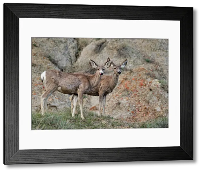 Framed Print : Mule deer (Odocoileus hemionus) Foraging in sage in early spring, Theodore Roosevelt NP (South Unit), North Dakota, USA Framed Print : Mule deer (Odocoileus hemionus) Foraging in sage in early spring, Theodore Roosevelt NP (South Unit), North Dakota, USA