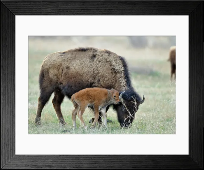 Framed Print : American Bison (Bison bison) Young calf with mother, Theodore Roosevelt NP (South Unit), North Dakota, USA Framed Print : American Bison (Bison bison) Young calf with mother, Theodore Roosevelt NP (South Unit), North Dakota, USA
