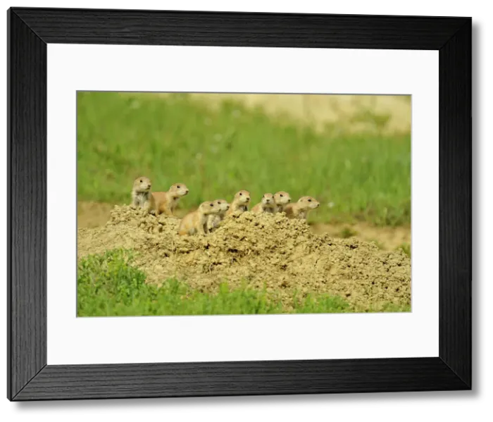 Framed Print : Black tailed prairie dog (Cynomys ludovicianus) Babies at den entrance, Theodore Roosevelt NP (South Unit), North Dakota, USA Framed Print : Black tailed prairie dog (Cynomys ludovicianus) Babies at den entrance, Theodore Roosevelt NP (South Unit), North Dakota, USA