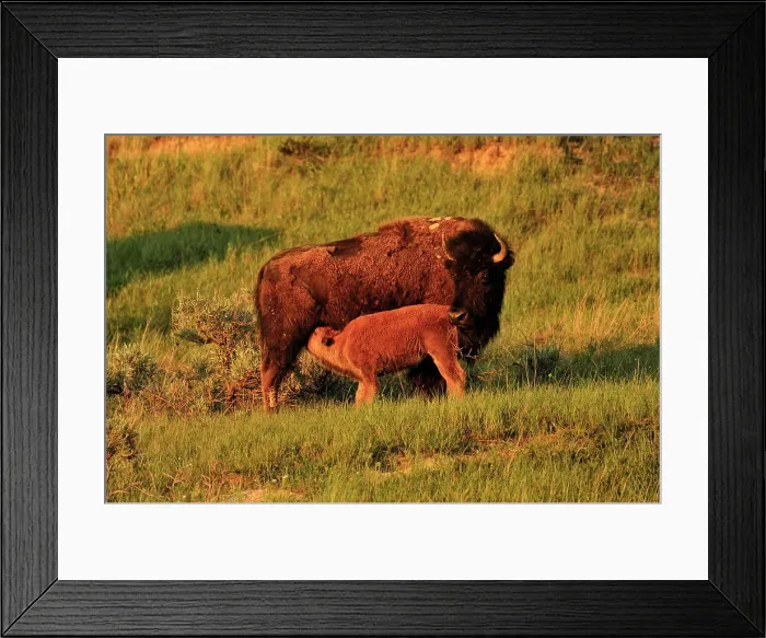 Framed Print : American Bison (Bison bison) Young calf nursing with mother, Theodore Roosevelt NP (South Unit), North Dakota, USA, Theodore Roosevelt NP (South Unit), North Dakota, USA Framed Print : American Bison (Bison bison) Young calf nursing with mother, Theodore Roosevelt NP (South Unit), North Dakota, USA, Theodore Roosevelt NP (South Unit), North Dakota, USA