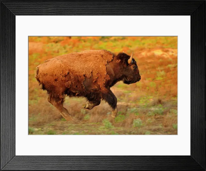 Framed Print : American Bison (Bison bison) Stampeding, Theodore Roosevelt NP (South Unit), North Dakota, USA Framed Print : American Bison (Bison bison) Stampeding, Theodore Roosevelt NP (South Unit), North Dakota, USA