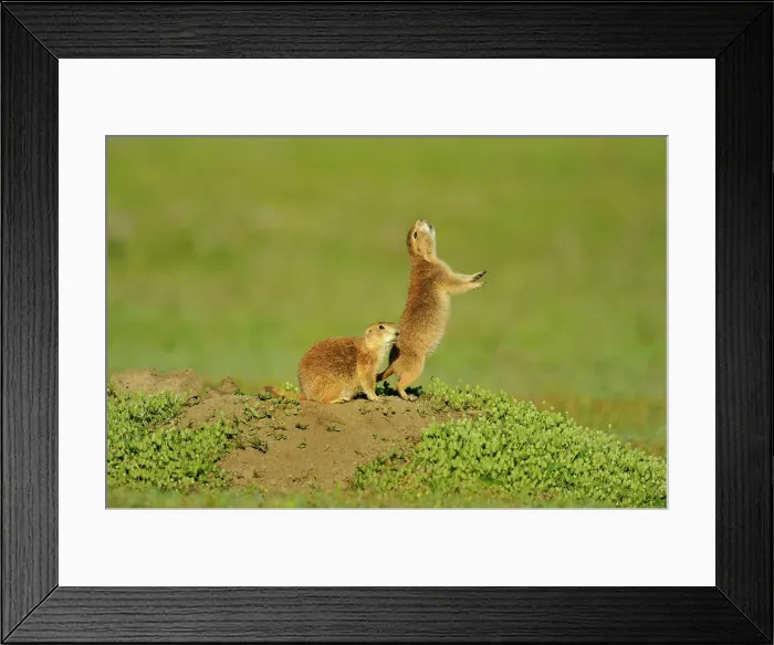 Framed Print : Black tailed prairie dog (Cynomys ludovicianus)Three interacting adults adult / siblings at den entrance, Theodore Roosevelt NP (South Unit), North Dakota, USA