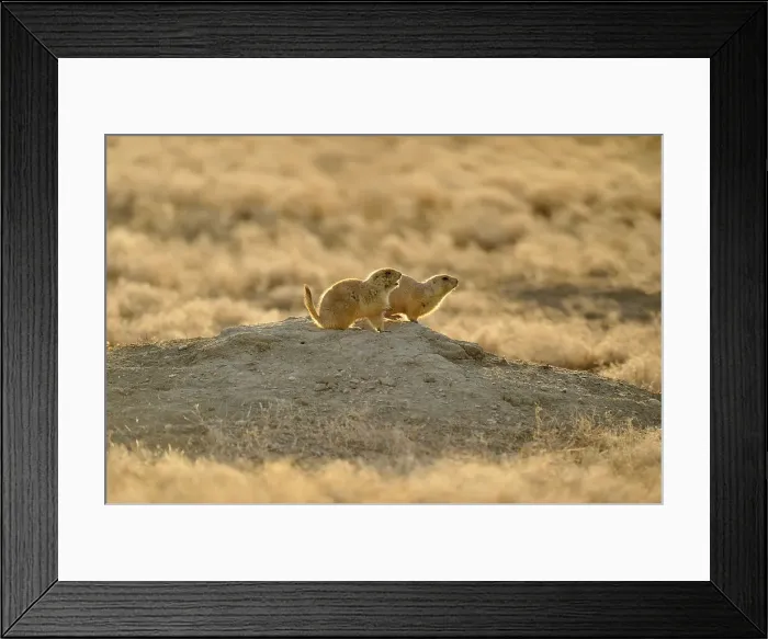 Framed Print : Black tailed prairie dog (Cynomys ludovicianus) barking, Theodore Roosevelt NP (South Unit), North Dakota, USA Framed Print : Black tailed prairie dog (Cynomys ludovicianus) barking, Theodore Roosevelt NP (South Unit), North Dakota, USA
