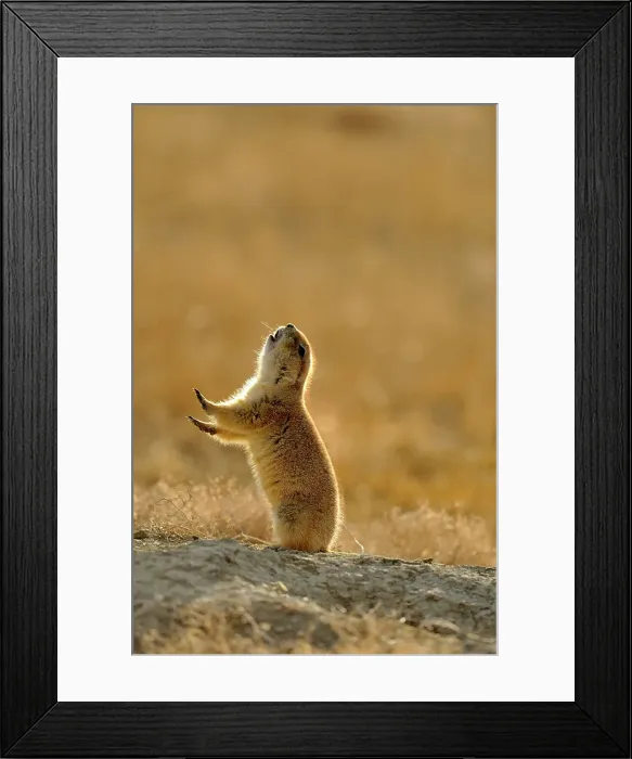 Framed Print : Black tailed prairie dog (Cynomys ludovicianus) jump yipping, Theodore Roosevelt NP (South Unit), North Dakota, USA Framed Print : Black tailed prairie dog (Cynomys ludovicianus) jump yipping, Theodore Roosevelt NP (South Unit), North Dakota, USA