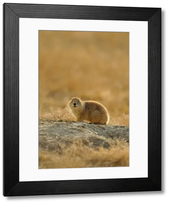 Framed Print : Black tailed prairie dog (Cynomys ludovicianus), Theodore Roosevelt NP (South Unit), North Dakota, USA Framed Print : Black tailed prairie dog (Cynomys ludovicianus), Theodore Roosevelt NP (South Unit), North Dakota, USA