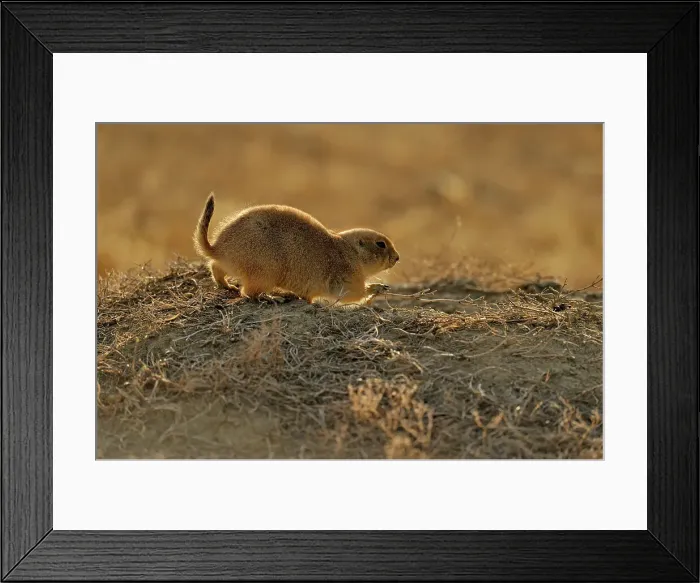 Framed Print : Black tailed prairie dog (Cynomys ludovicianus), Theodore Roosevelt NP (South Unit), North Dakota, USA Framed Print : Black tailed prairie dog (Cynomys ludovicianus), Theodore Roosevelt NP (South Unit), North Dakota, USA