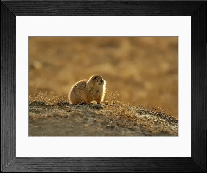 Framed Print : Black tailed prairie dog (Cynomys ludovicianus), Theodore Roosevelt NP (South Unit), North Dakota, USA Framed Print : Black tailed prairie dog (Cynomys ludovicianus), Theodore Roosevelt NP (South Unit), North Dakota, USA