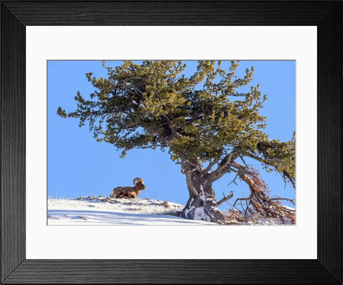 Framed Print : Bighorn sheep (Ovis Canadensis) Ram in winter range, Yellowstone National Park, Wyoming, USA Framed Print : Bighorn sheep (Ovis Canadensis) Ram in winter range, Yellowstone National Park, Wyoming, USA