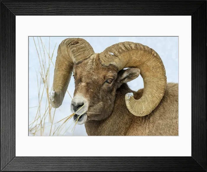 Framed Print : Bighorn sheep (Ovis Canadensis) Ram in winter range, Yellowstone National Park, Wyoming, USA Framed Print : Bighorn sheep (Ovis Canadensis) Ram in winter range, Yellowstone National Park, Wyoming, USA
