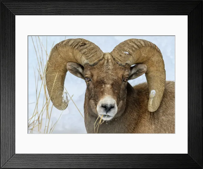 Framed Print : Bighorn sheep (Ovis Canadensis) Ram in winter range, Yellowstone National Park, Wyoming, USA Framed Print : Bighorn sheep (Ovis Canadensis) Ram in winter range, Yellowstone National Park, Wyoming, USA