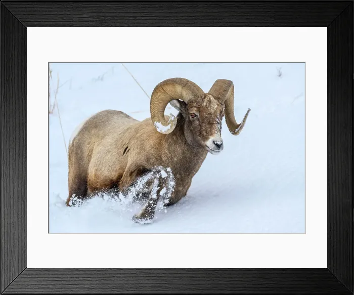 Framed Print : Bighorn sheep (Ovis Canadensis) Ram in winter range, Yellowstone National Park, Wyoming, USA Framed Print : Bighorn sheep (Ovis Canadensis) Ram in winter range, Yellowstone National Park, Wyoming, USA