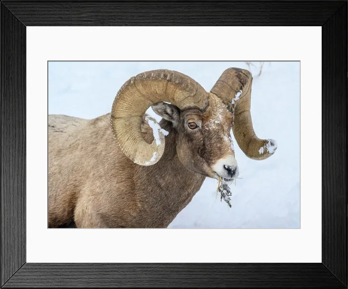 Framed Print : Bighorn sheep (Ovis Canadensis) Ram in winter range, Yellowstone National Park, Wyoming, USA Framed Print : Bighorn sheep (Ovis Canadensis) Ram in winter range, Yellowstone National Park, Wyoming, USA
