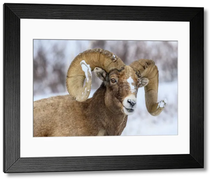 Framed Print : Bighorn sheep (Ovis Canadensis) Ram in winter range, Yellowstone National Park, Wyoming, USA Framed Print : Bighorn sheep (Ovis Canadensis) Ram in winter range, Yellowstone National Park, Wyoming, USA