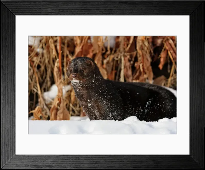 Framed Print : American mink (Neovison vison) Winter habitat, Bozeman, Montana, USA