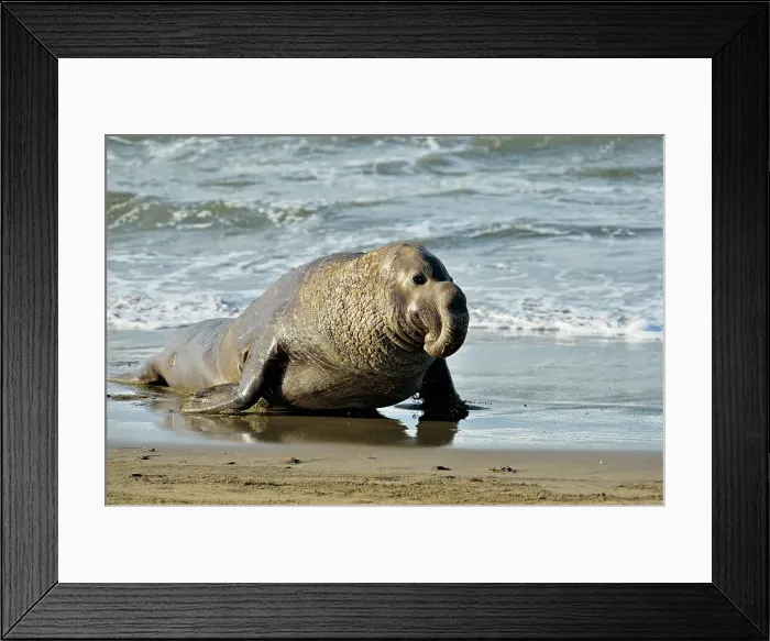 Framed Print : Northern elephant seal (Mirounga angustirostris) Male / bull near surf line on beach, San Simeon, Piedras Blancas Rookery, California, USA Framed Print : Northern elephant seal (Mirounga angustirostris) Male / bull near surf line on beach, San Simeon, Piedras Blancas Rookery, California, USA