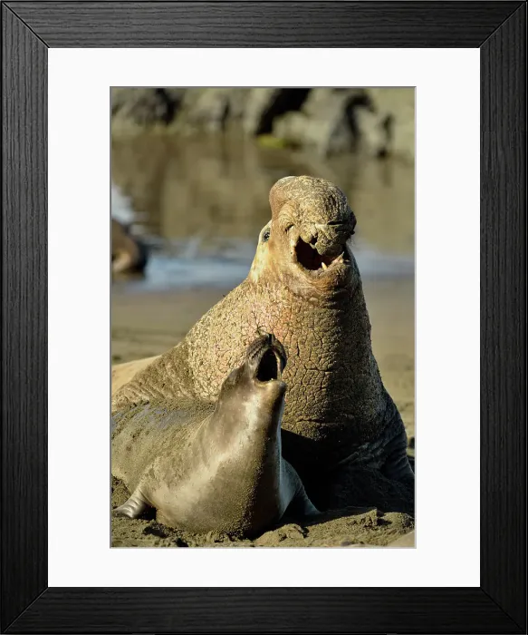 Framed Print : Northern elephant seal (Mirounga angustirostris) Mating on beach in breeding rookery, San Simeon, Piedras Blancas Rookery, California, USA Framed Print : Northern elephant seal (Mirounga angustirostris) Mating on beach in breeding rookery, San Simeon, Piedras Blancas Rookery, California, USA