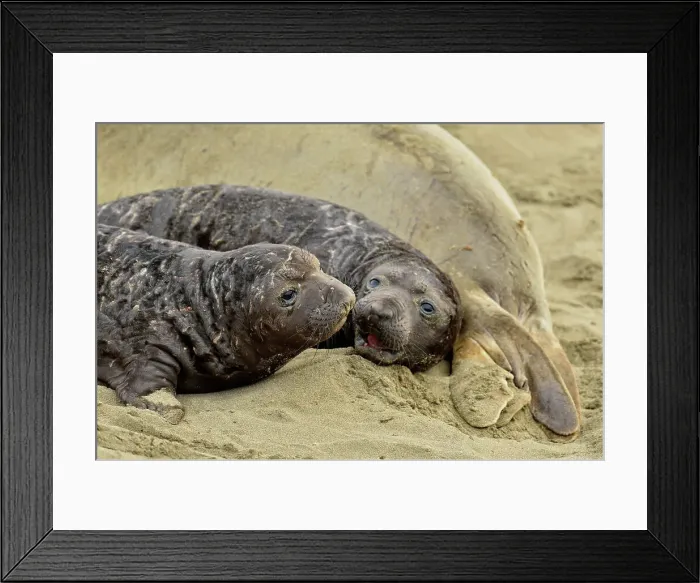Framed Print : Northern elephant seal (Mirounga angustirostris) Nursing pup, San Simeon, Piedras Blancas Rookery, California, USA Framed Print : Northern elephant seal (Mirounga angustirostris) Nursing pup, San Simeon, Piedras Blancas Rookery, California, USA