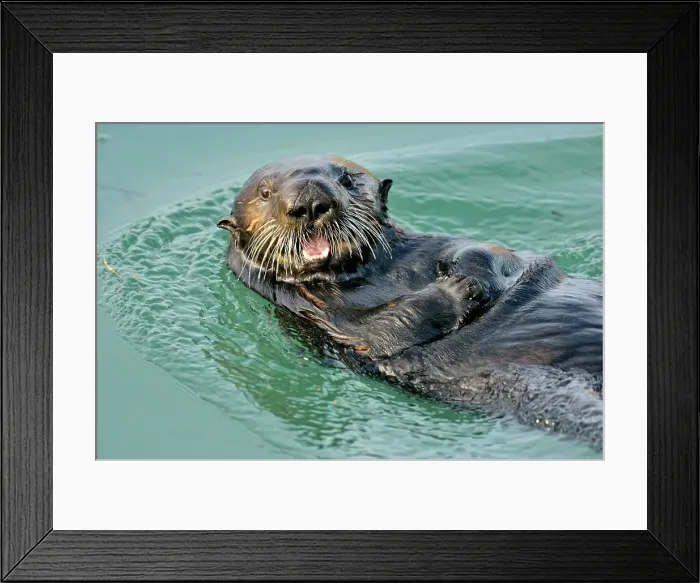 Framed Print : Sea otter (Enhydra lutris) Loafing and preening after feeding, Morro Bay, California, USA Framed Print : Sea otter (Enhydra lutris) Loafing and preening after feeding, Morro Bay, California, USA