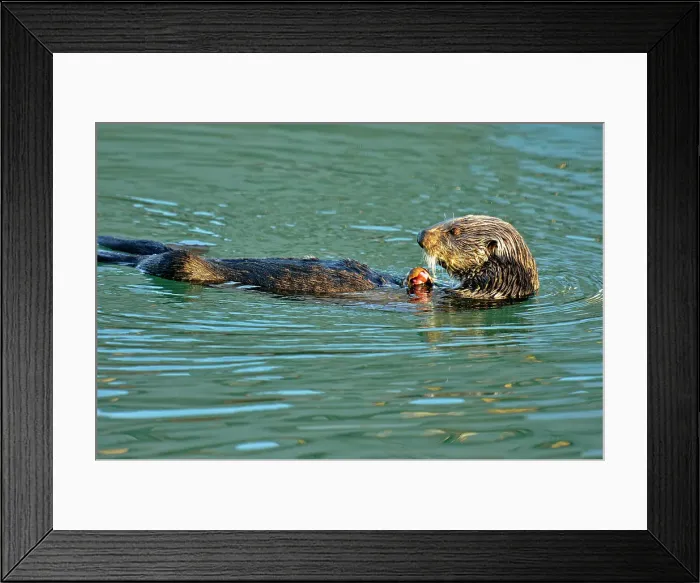Framed Print : Sea otter (Enhydra lutris) Feeding, Morro Bay, California, USA Framed Print : Sea otter (Enhydra lutris) Feeding, Morro Bay, California, USA