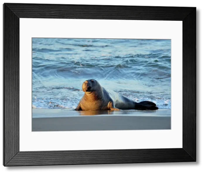 Framed Print : Northern elephant seal (Mirounga angustirostris) Male / bull near surf line on beach, San Simeon, Piedras Blancas Rookery, California, USA Framed Print : Northern elephant seal (Mirounga angustirostris) Male / bull near surf line on beach, San Simeon, Piedras Blancas Rookery, California, USA